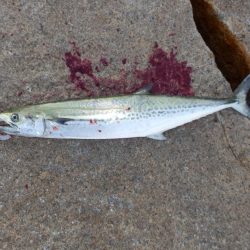 ただの!普通の‼巻き　【20251116】